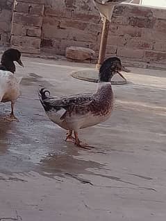 2 Male Duck sale health and active