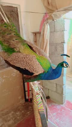 Peacock beautiful abi Jawan ho rha hai. . urgent for sale