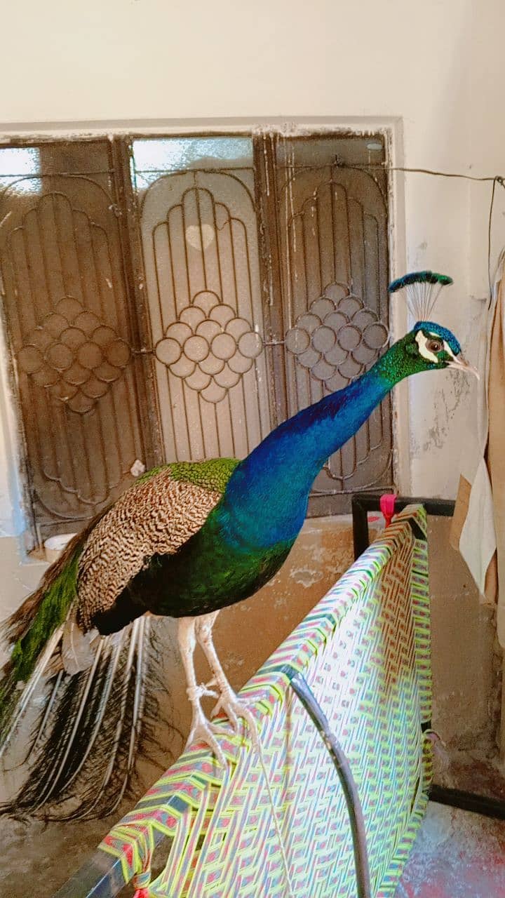 Peacock beautiful abi Jawan ho rha hai. . urgent for sale 3