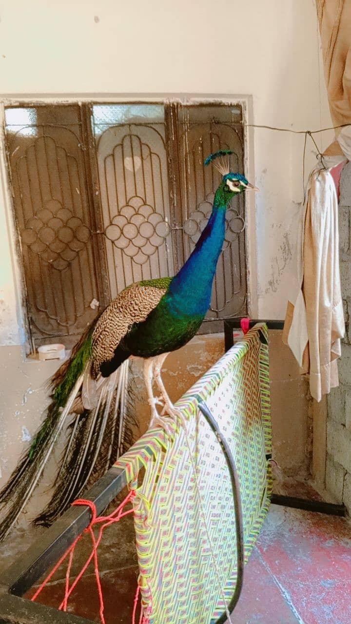Peacock beautiful abi Jawan ho rha hai. . urgent for sale 5