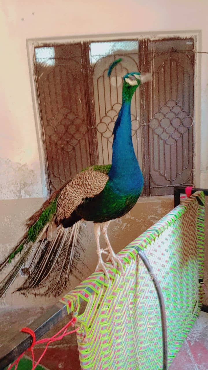 Peacock beautiful abi Jawan ho rha hai. . urgent for sale 9