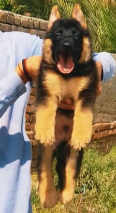 German shepherd puppies