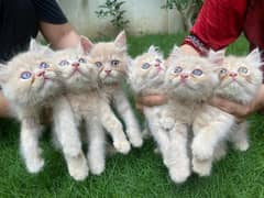 cat for sale/persian kitten/punch face cat/triple coated kitten