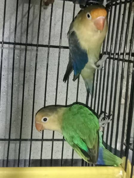 lovebirds looking new home 7