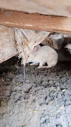 Rabbits for sale location Lahore red yes ha breeder ha pir pice 1200