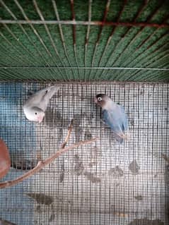 Lovebirds adult pair 0