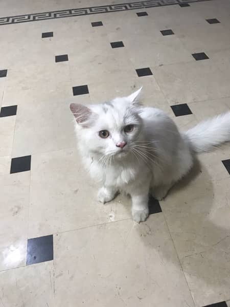 2 persian kittens for sale 1