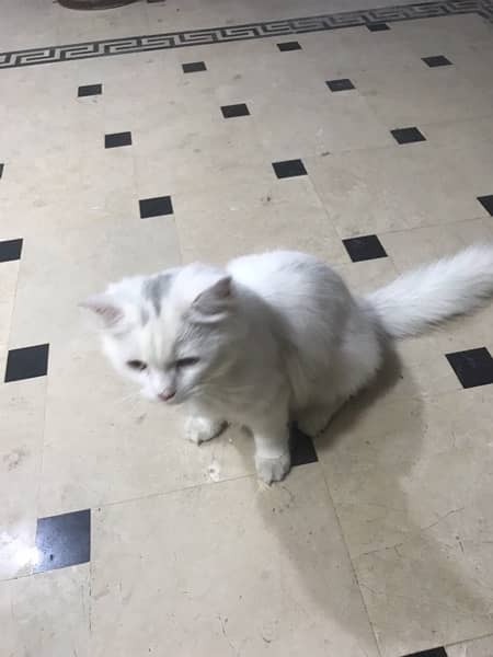 2 persian kittens for sale 2