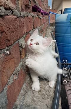 50 days white and grey persian kitten