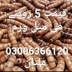 Mealworm Farm : Phone Number 03006366120