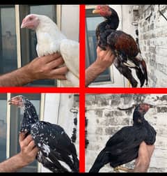 Aseel murga murgi white aseel female hen aseel pair n