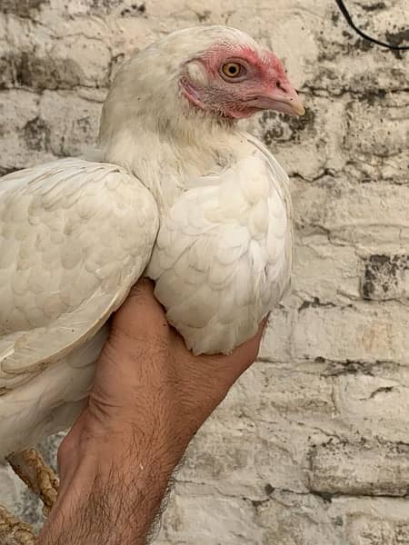 Aseel murga murgi white aseel female hen aseel pair n 1