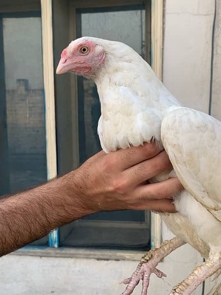 Aseel murga murgi white aseel female hen aseel pair n 3