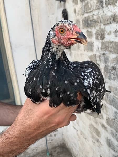 Aseel murga murgi white aseel female hen aseel pair n 11