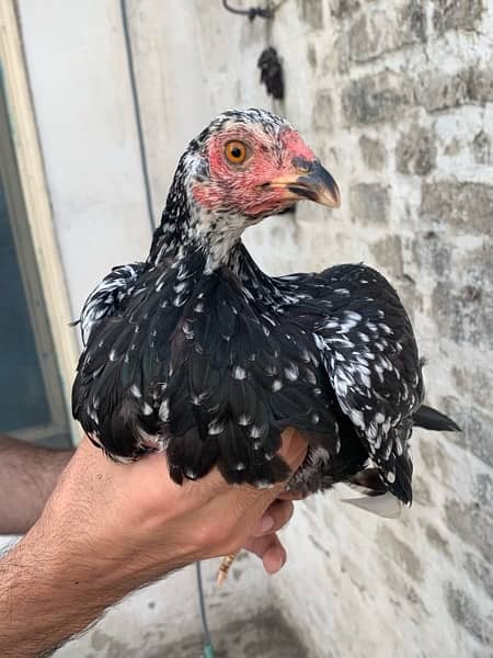 Aseel murga murgi white aseel female hen aseel pair n 12