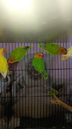 Green Fisher Parrots Available