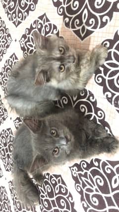 2 male kittens available in 7k