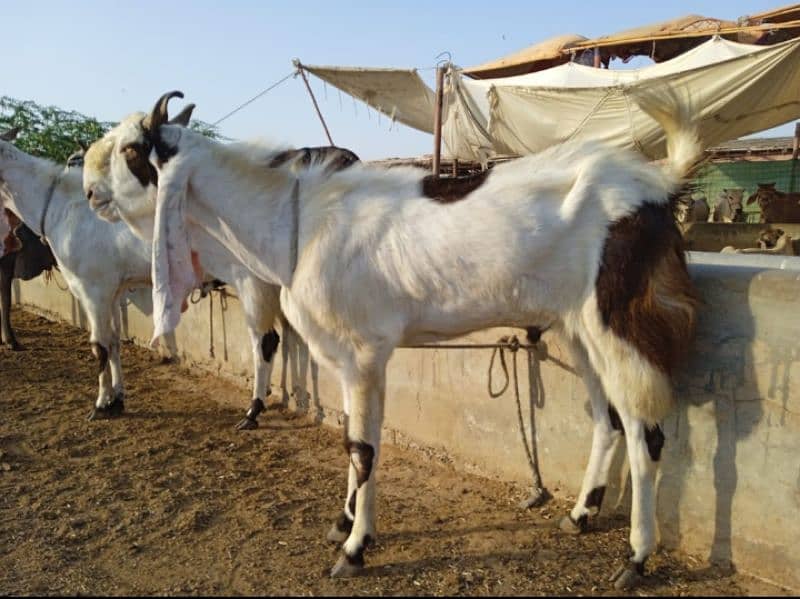 White Breeder Goat 0