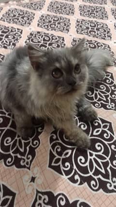 Persian male kitten available in 8k