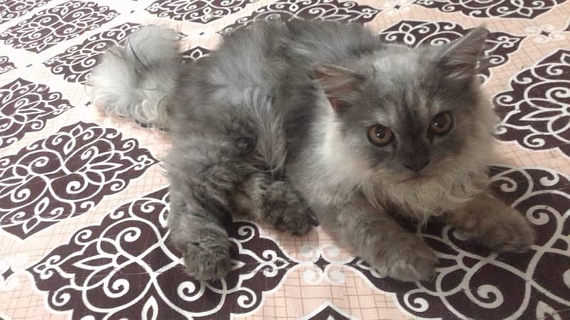 Persian male kitten available in 8k 1