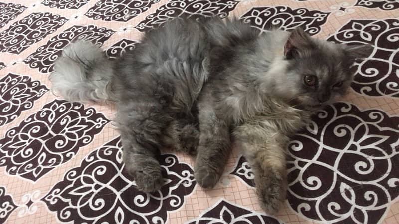 Persian male kitten available in 8k 2