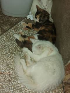White dubble coated kittens pair