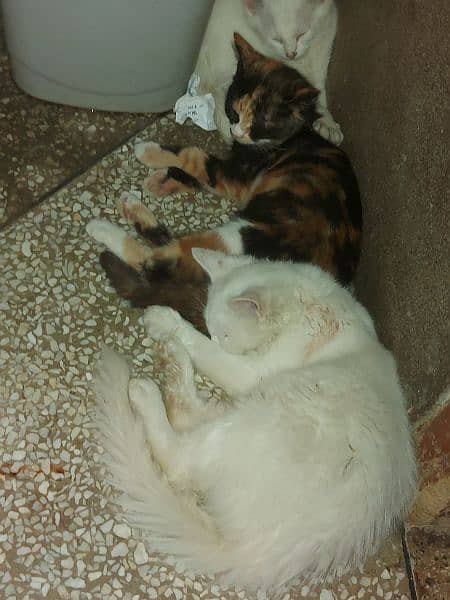 White dubble coated kittens pair 0
