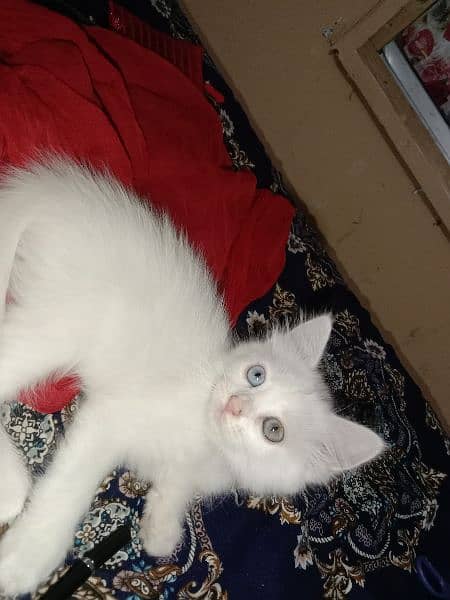 Pure Persian kitten for sale 0
