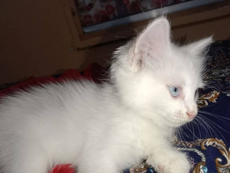 Pure Persian kitten for sale 2