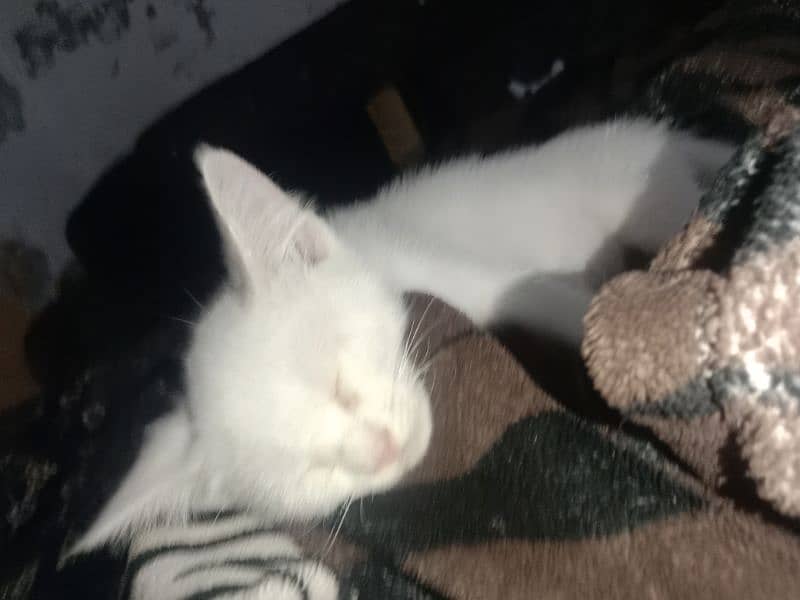 Pure Persian kitten for sale 3