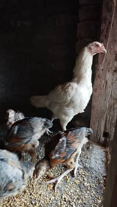 Heera aseel female with chicks 0