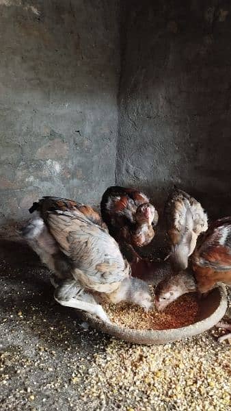 Heera aseel female with chicks 2