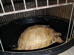 tortoise for sale female h active and healthy