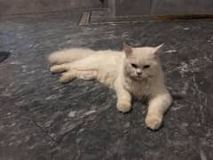 original Persian cat 03297321151 0