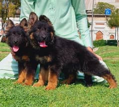 original German Shepherd triple coat puppies available for sale