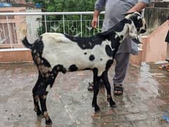 Dasi Pathora / Bakri / For sale