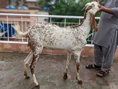 Maki cheena Bakri / Female / for sale