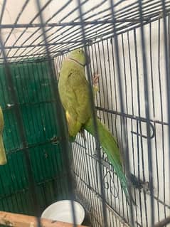 Ringneck pair breeder h   Healthy and active