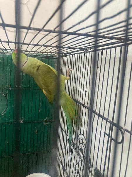 Ringneck pair breeder h   Healthy and active 2
