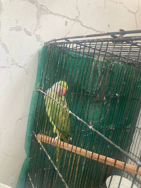 Ringneck pair breeder h   Healthy and active 3