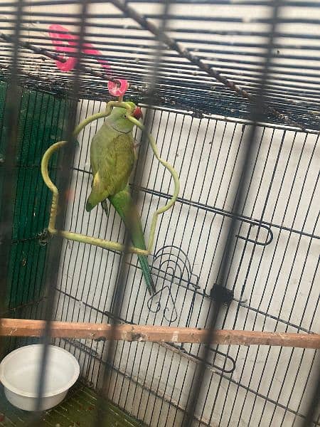 Ringneck pair breeder h   Healthy and active 4