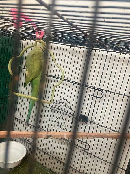 Ringneck pair breeder h   Healthy and active 5