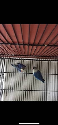 love birds breeder pair