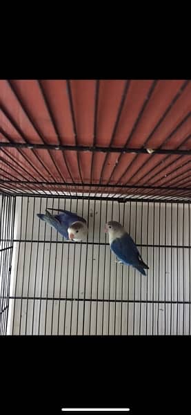 love birds breeder pair 0