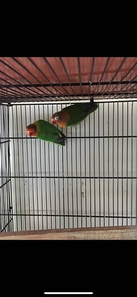 love birds breeder pair 1