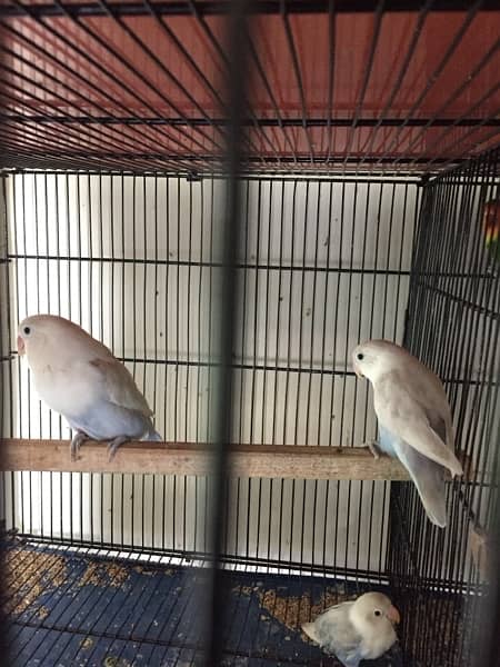 love birds breeder pair 3