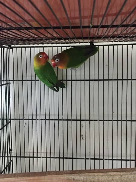 love birds breeder pair 4