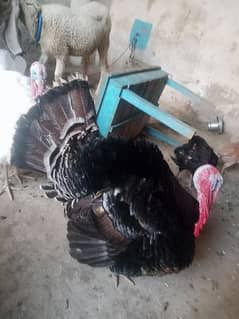 Turkey Male