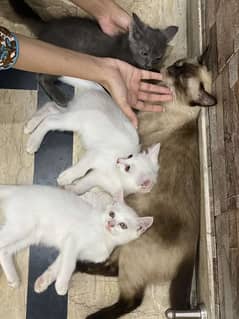 Perccisn cat kittens for sale 0