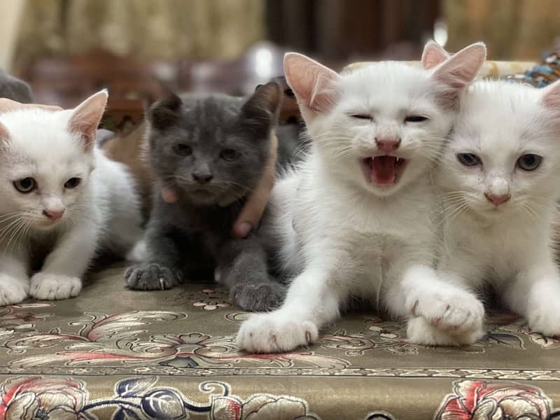 Perccisn cat kittens for sale 1